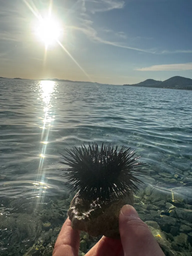 Sea urchin held above clear shallow Adriatic water near Drage